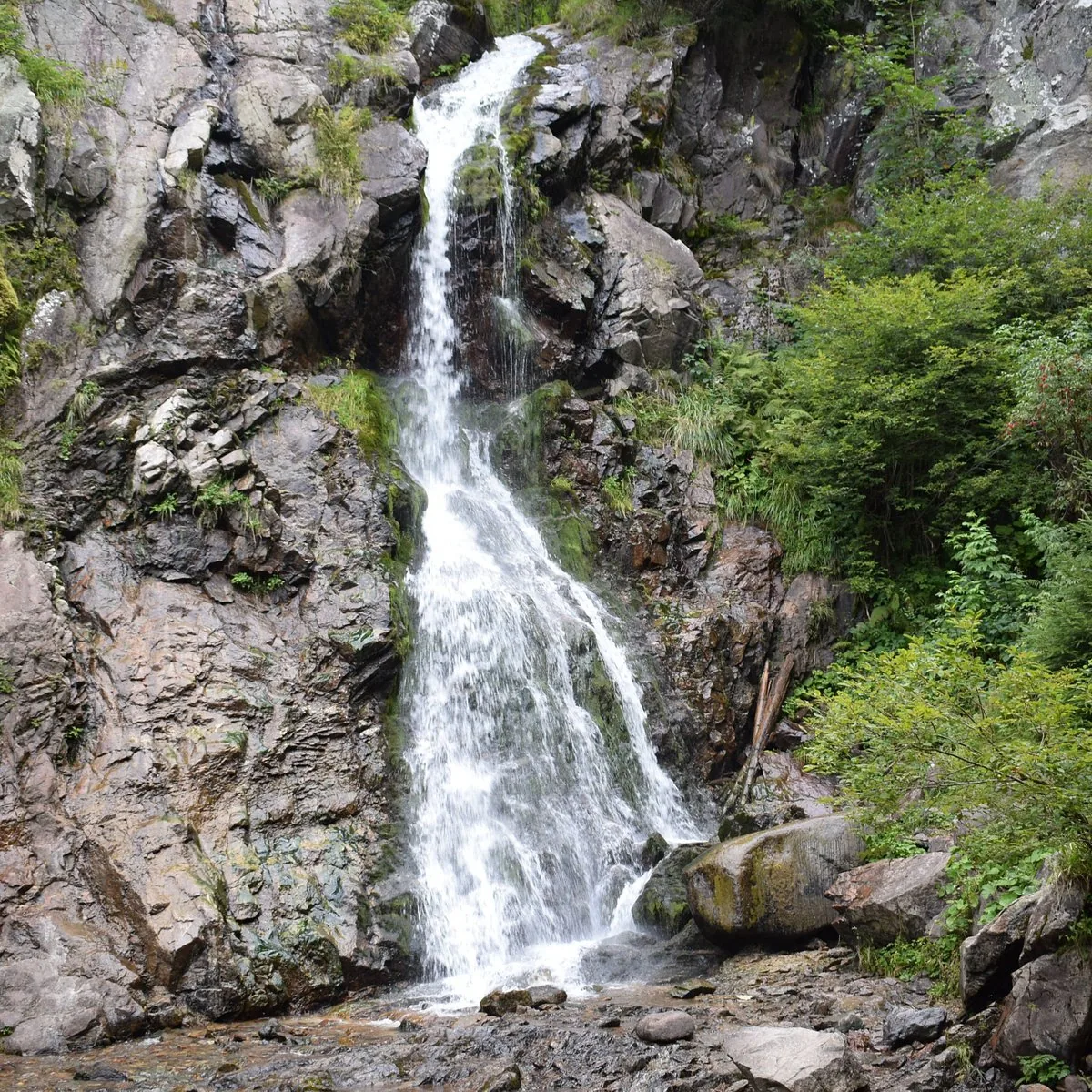 Traseu Cascada Vârciorog — potecă prin pădurea de fag