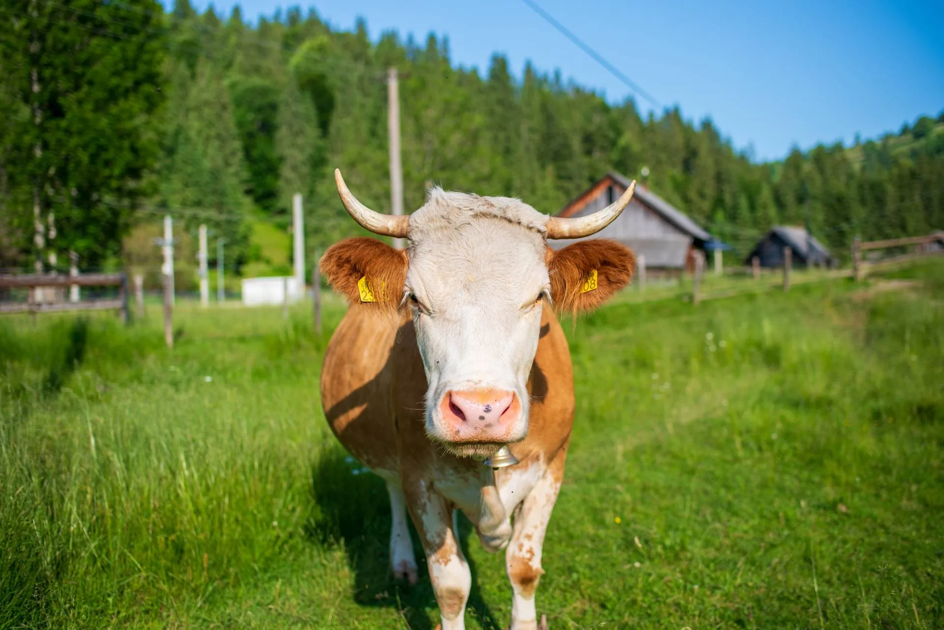 Animale în vecinătatea cabanei